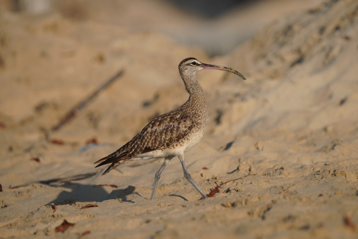 Whimbrel - Michael Walter