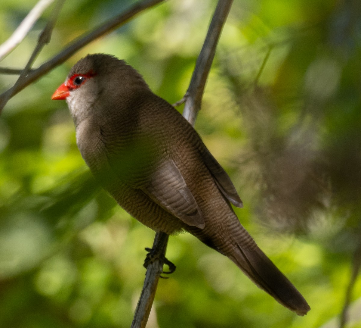 Common Waxbill - ML615307870