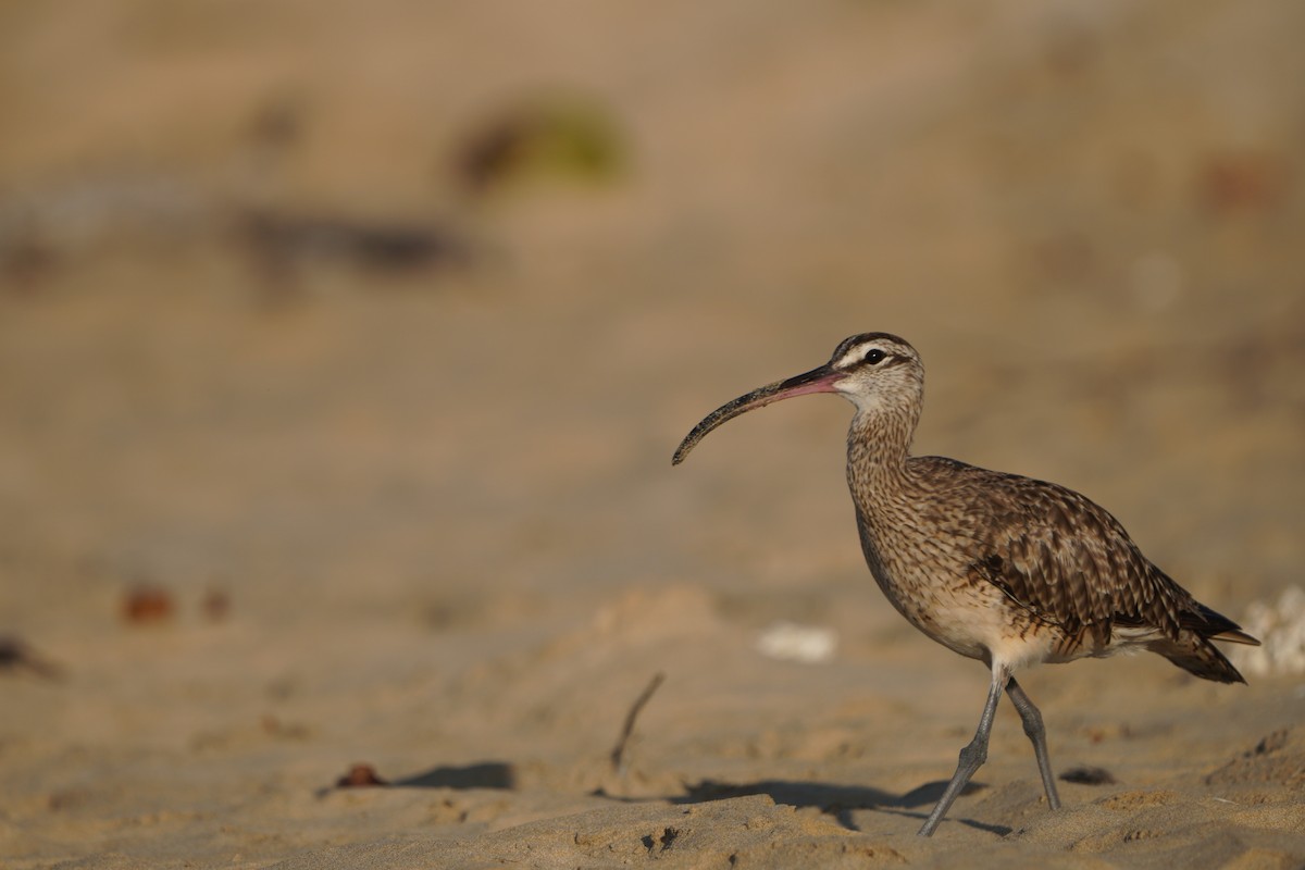 Whimbrel - Michael Walter