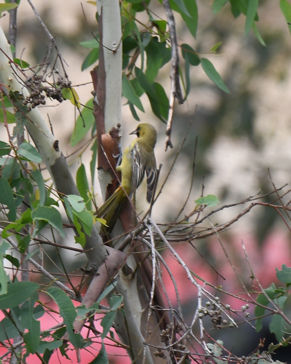 Orchard Oriole - ML615307914