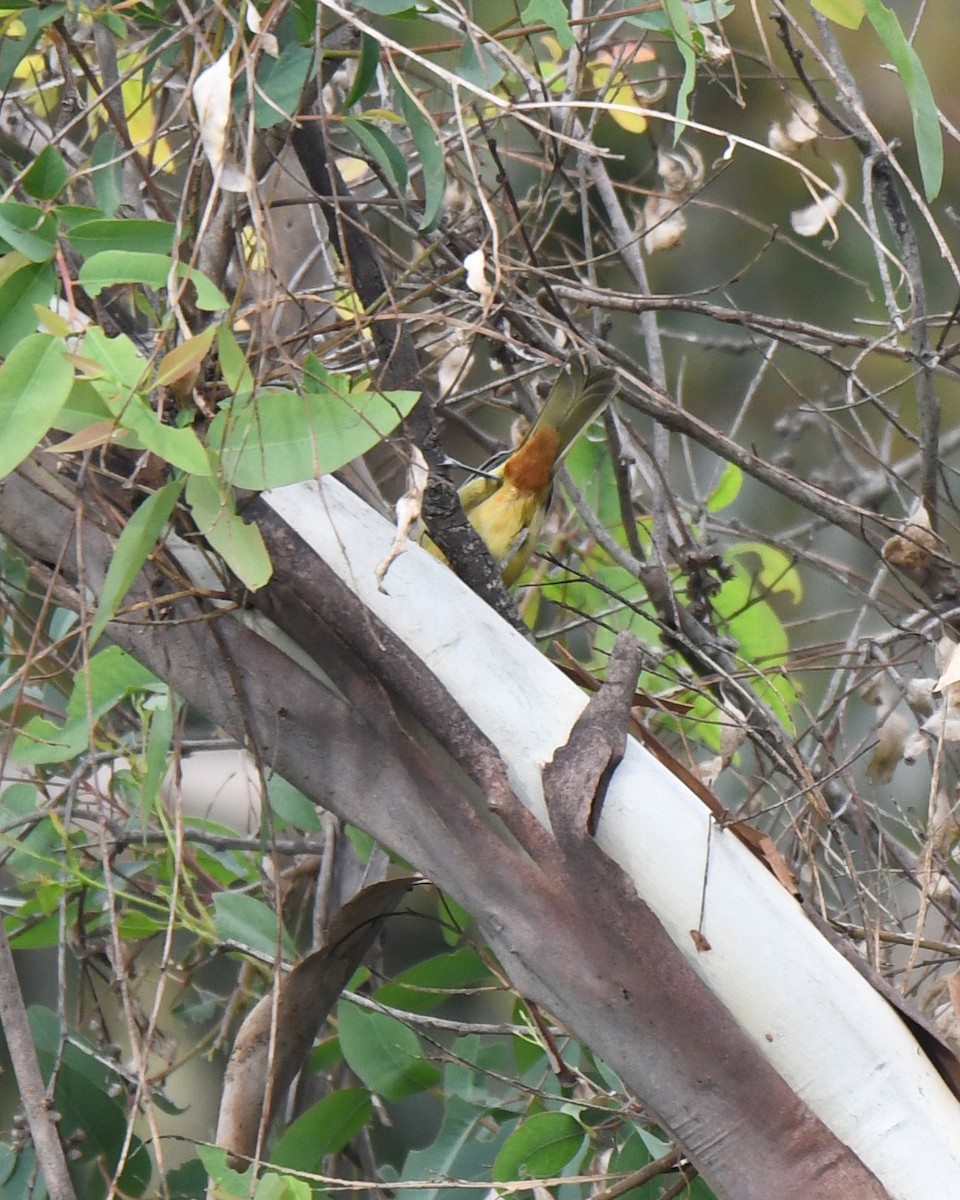 Orchard Oriole - Kevin Lapp