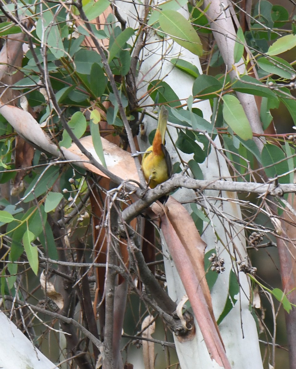 Orchard Oriole - ML615307917