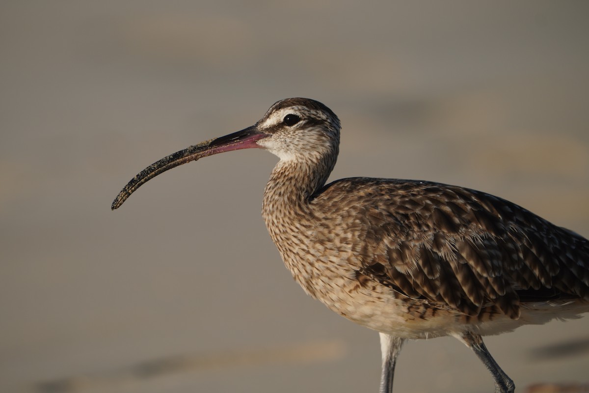 Whimbrel - Michael Walter