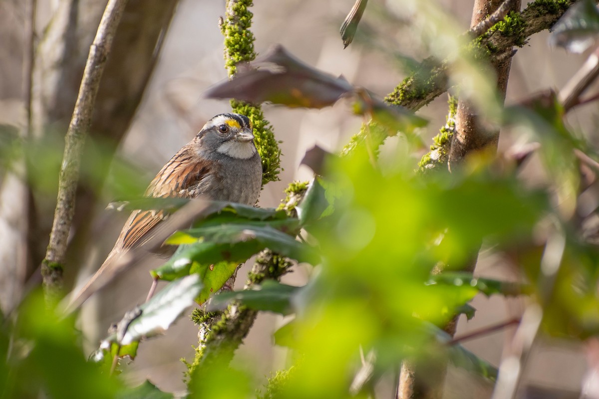 White-throated Sparrow - Valita Volkman