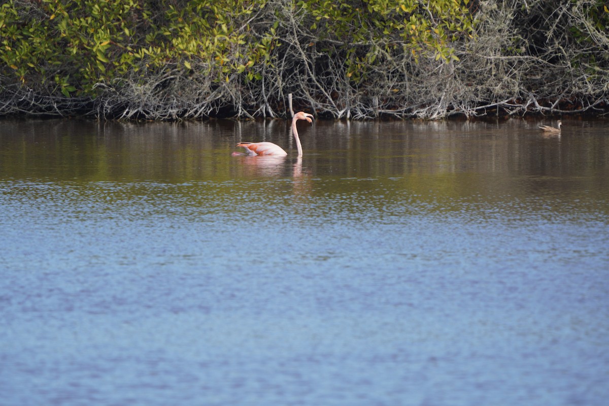 Amerika Flamingosu - ML615308089
