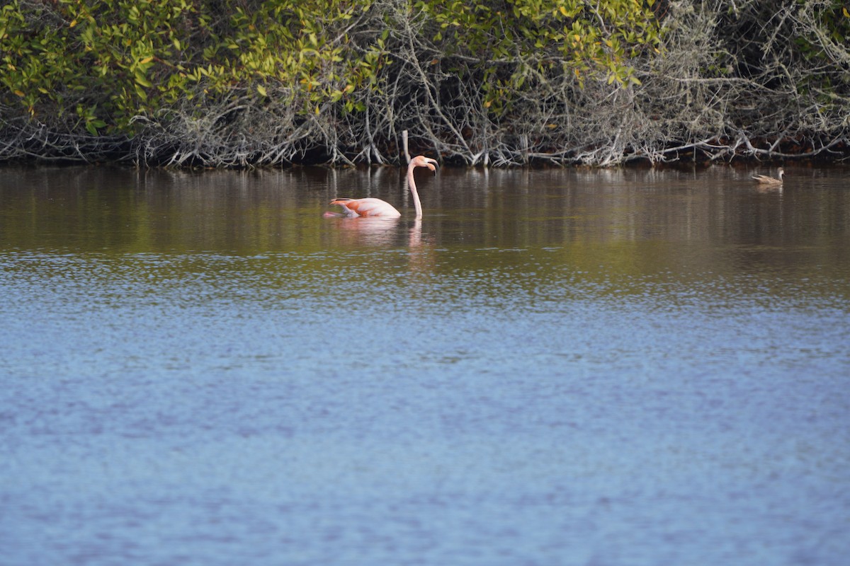 Flamant des Caraïbes - ML615308089