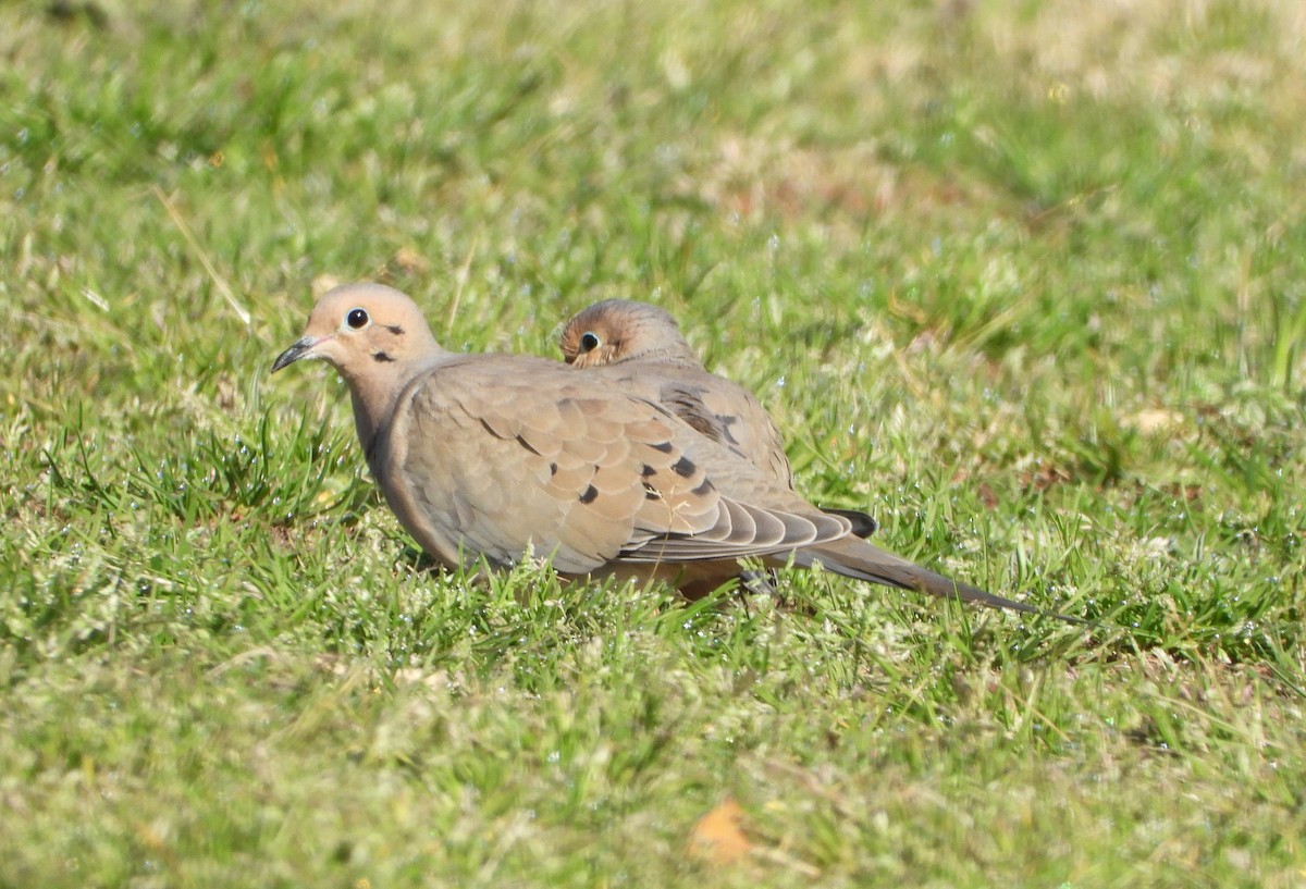 Mourning Dove - ML615308110