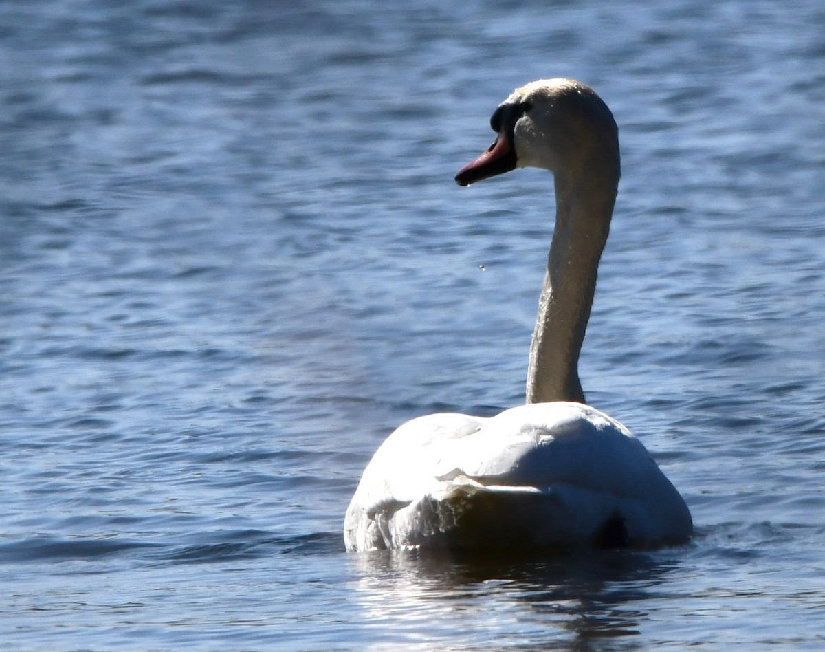 Mute Swan - ML615308116