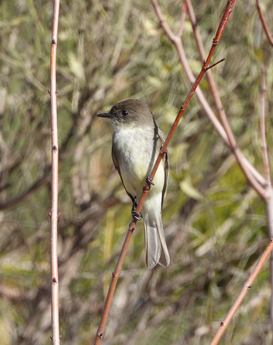 Eastern Phoebe - ML615308128