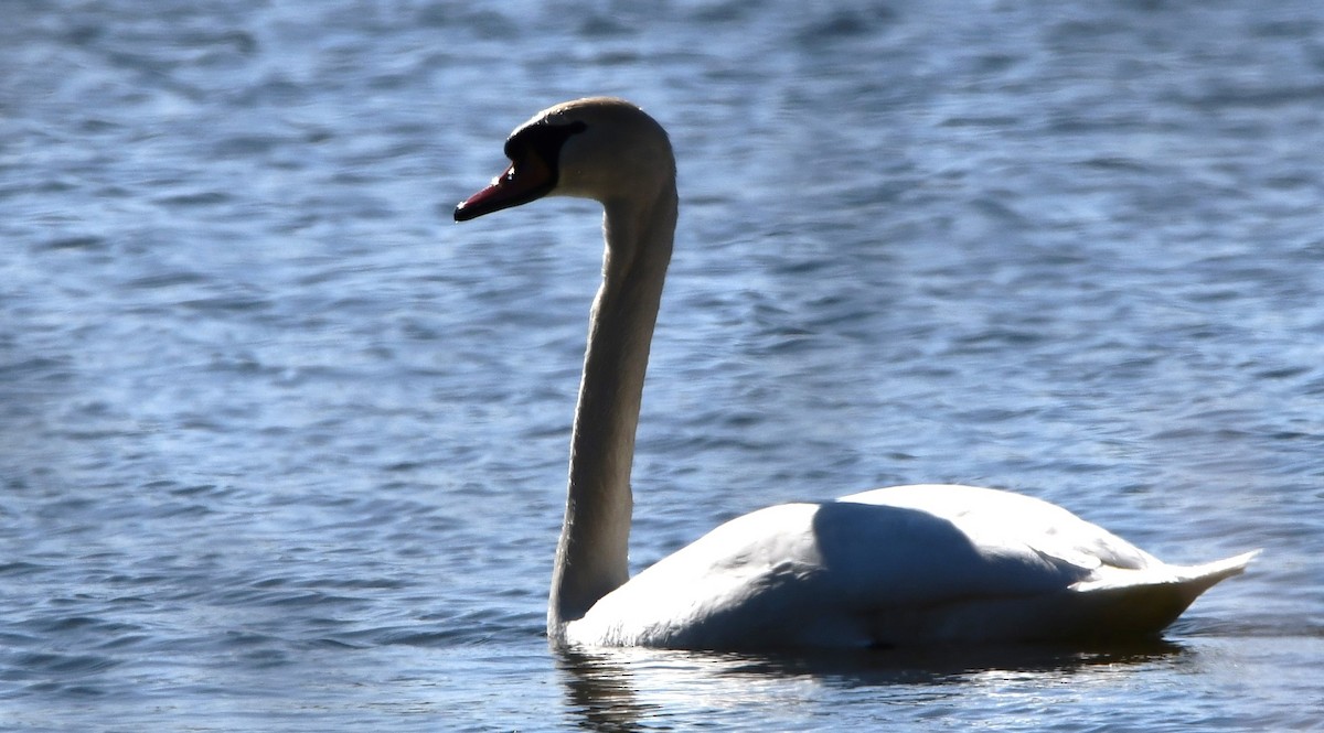 Mute Swan - ML615308134