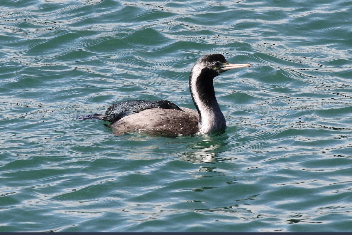 Spotted Shag - ML615308141