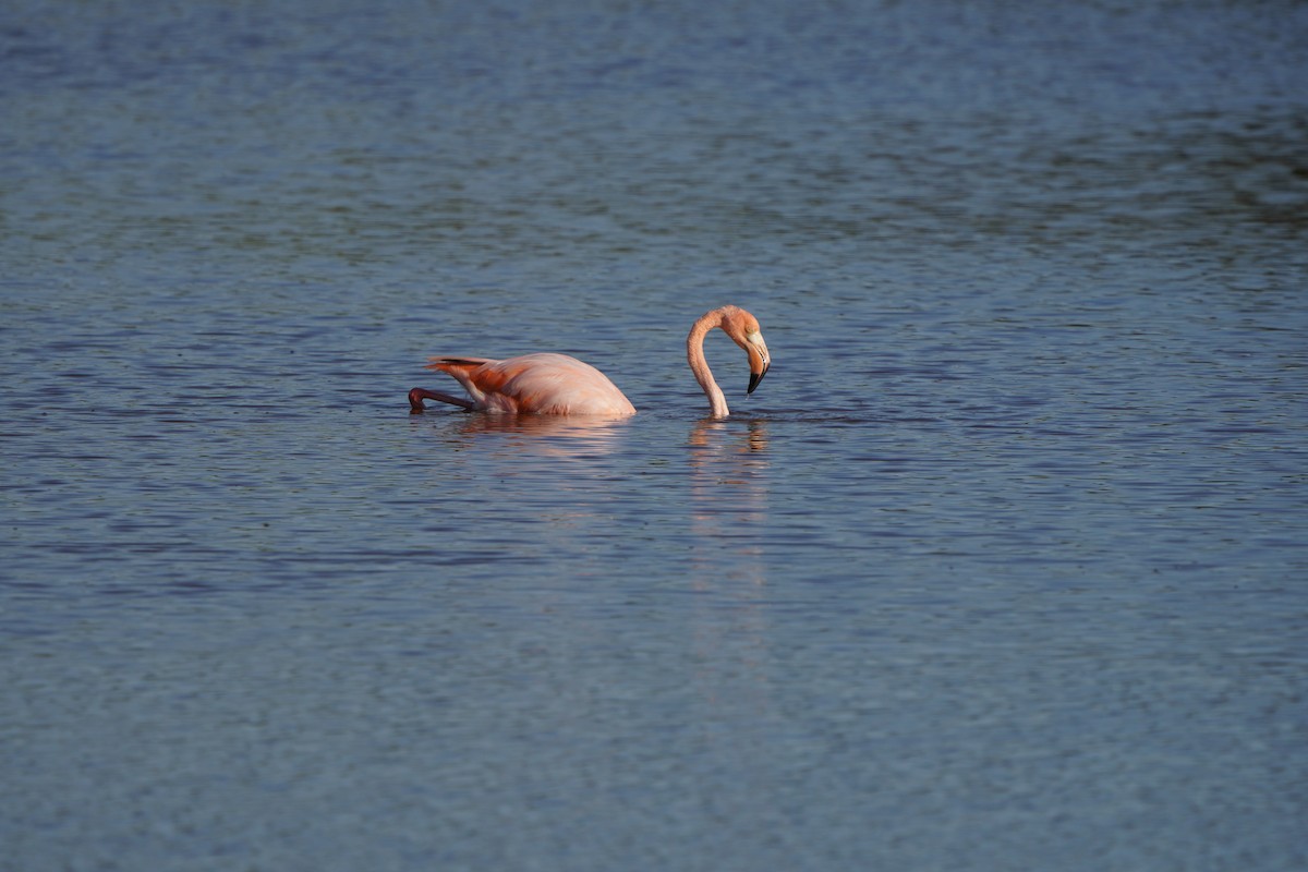 American Flamingo - ML615308143