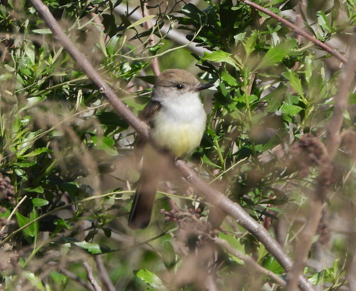 Ash-throated Flycatcher - ML615308144