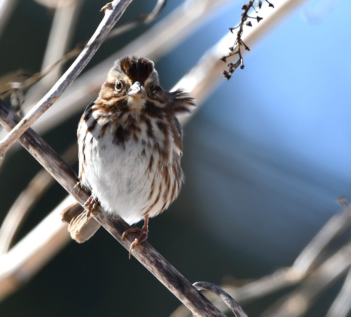 Song Sparrow - ML615308208