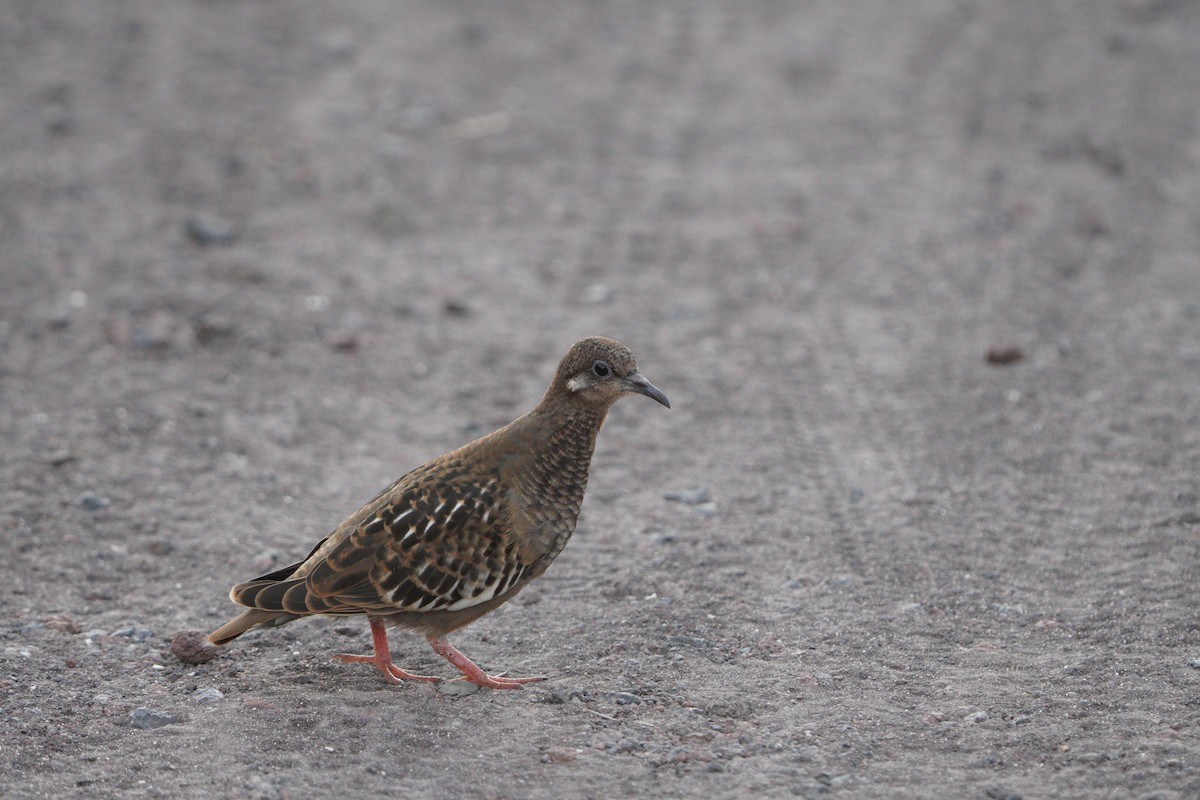 Galapagos Dove - ML615308216