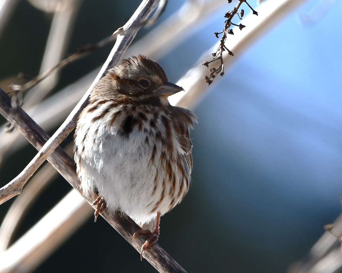 Song Sparrow - ML615308229