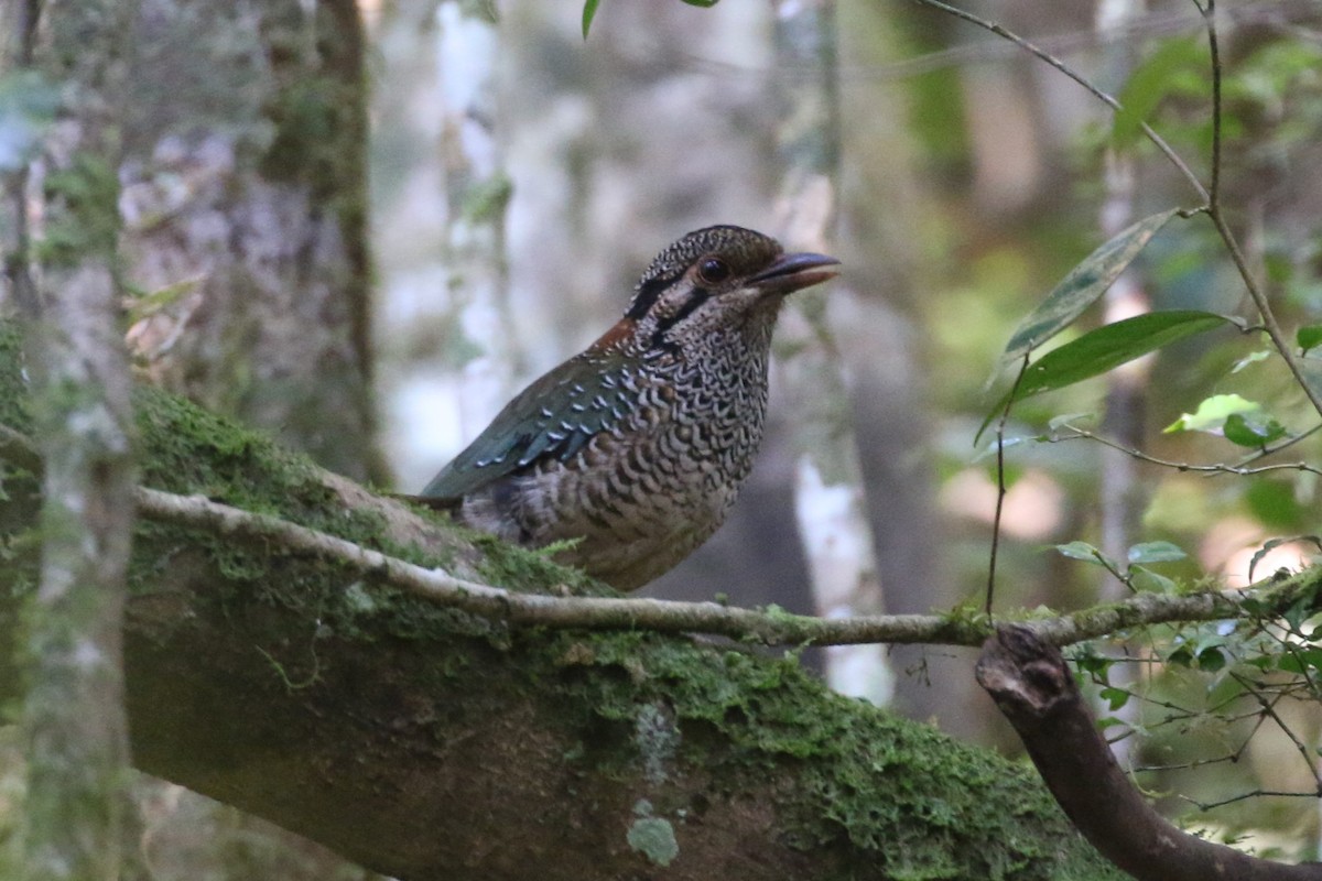 Scaly Ground-Roller - Richard Jeffers