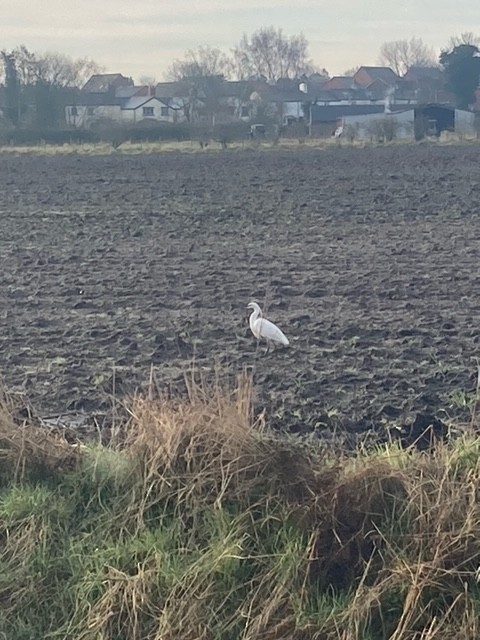 Little Egret - Huw Lloyd