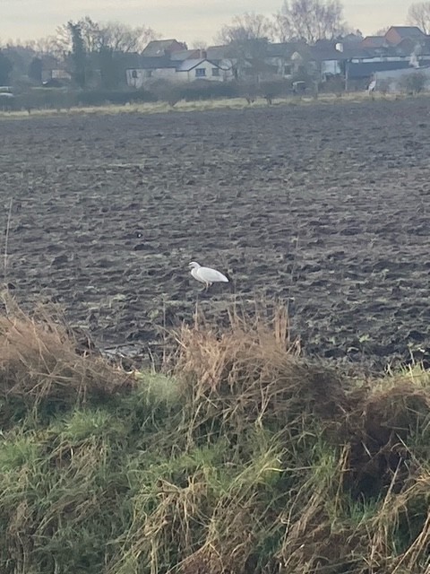 Little Egret - Huw Lloyd