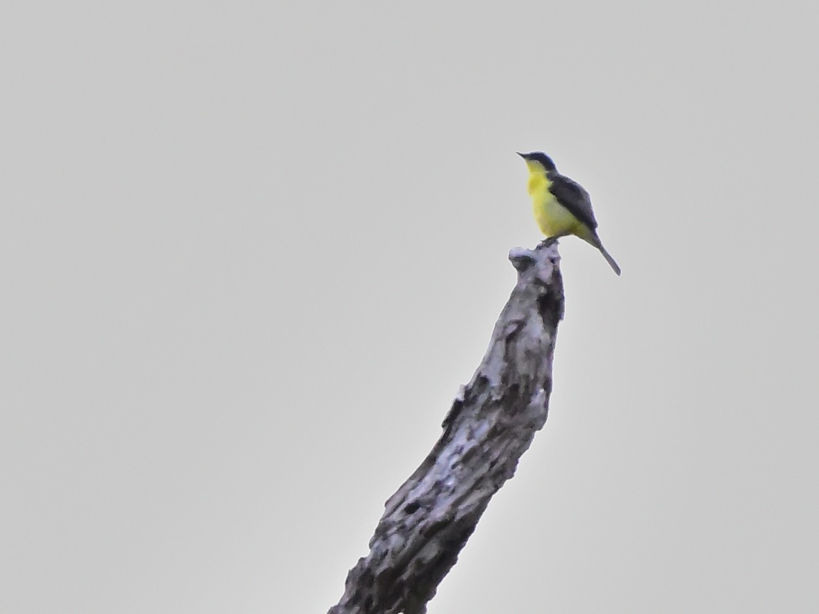 Yellow-throated Flycatcher - ML615308286