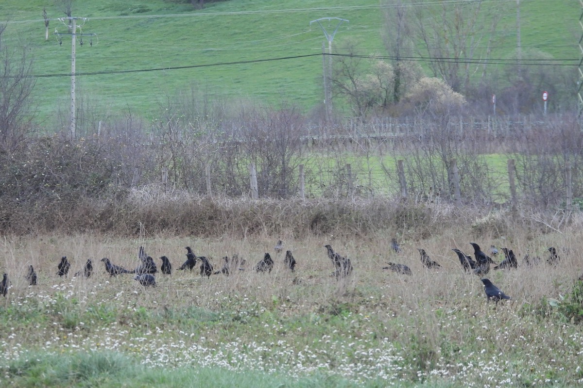 Carrion Crow - ML615308304