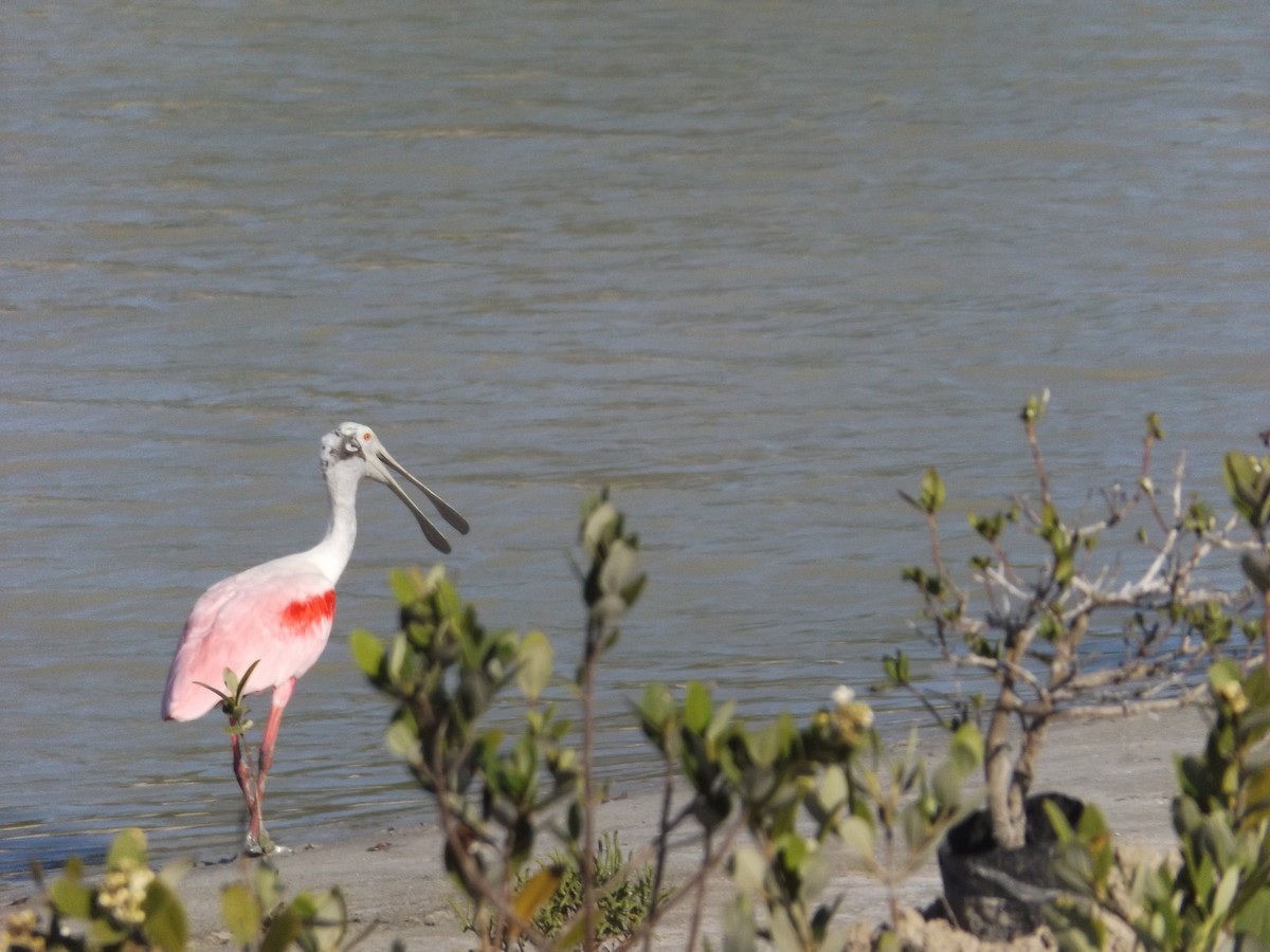 Roseate Spoonbill - ML61530831