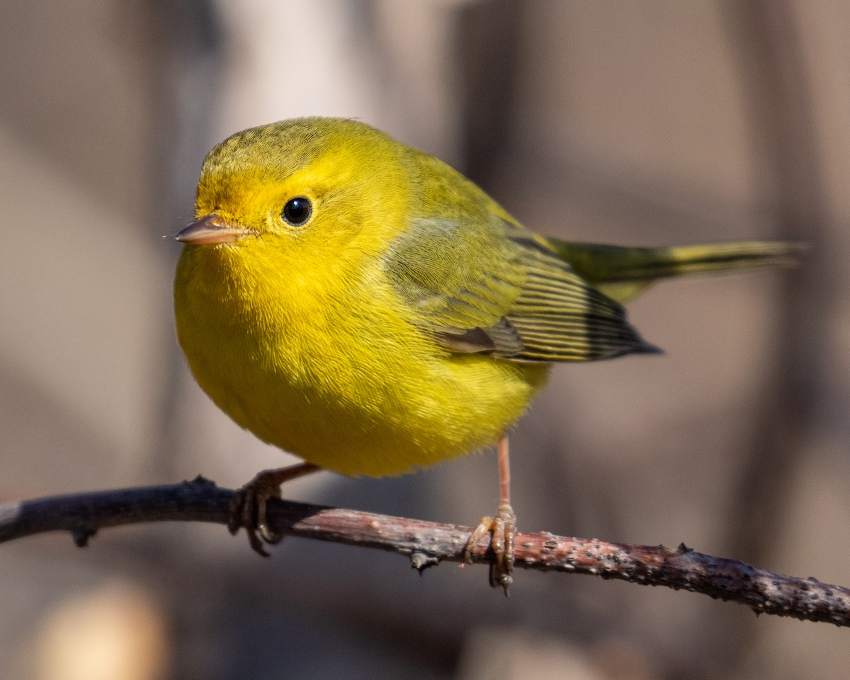 Wilson's Warbler - Matthew Zeitler