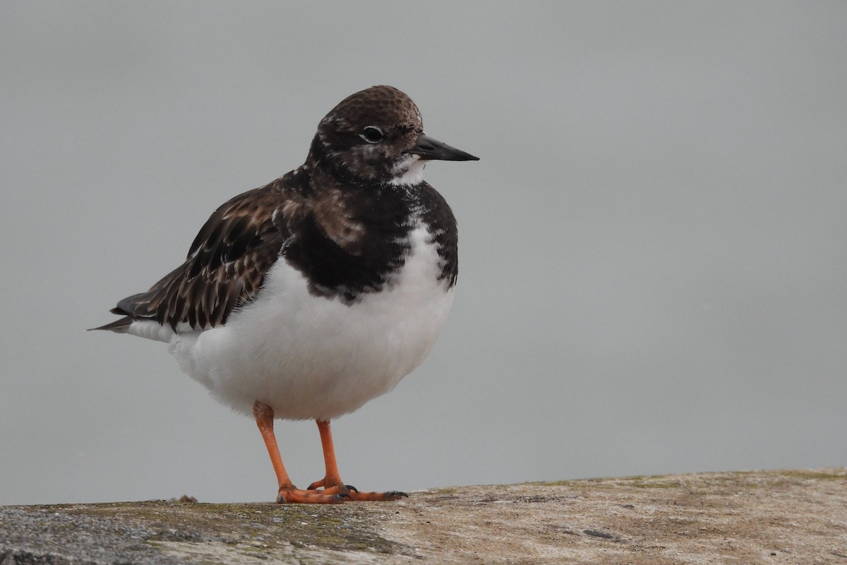 Ruddy Turnstone - ML615308332