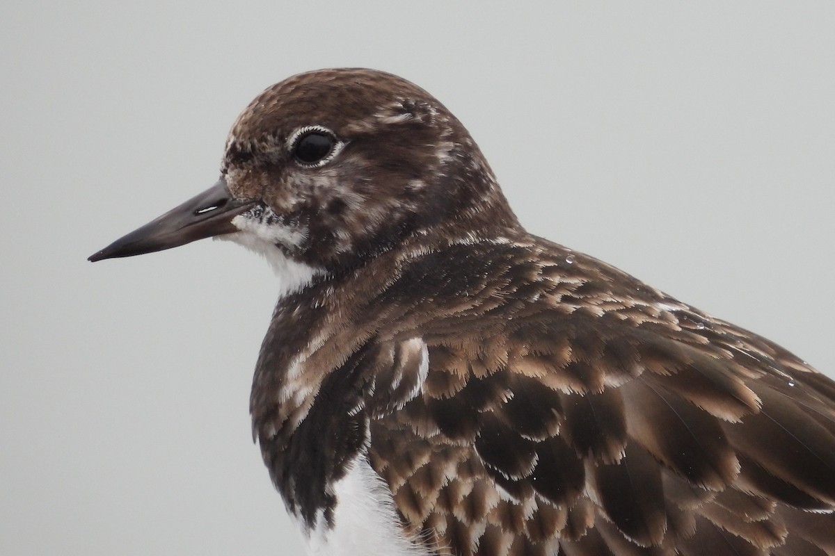 Ruddy Turnstone - ML615308336