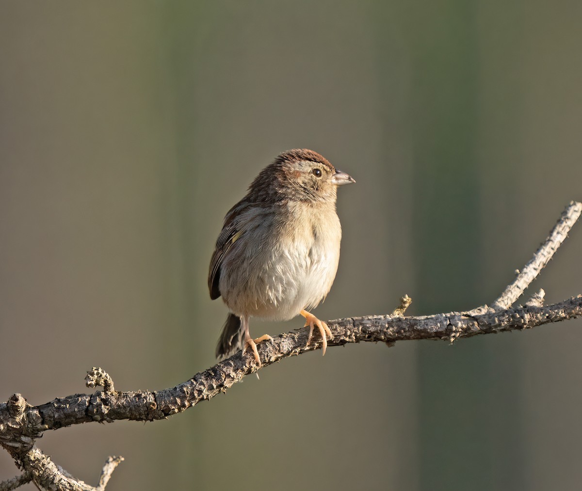 Bachman's Sparrow - ML615308366
