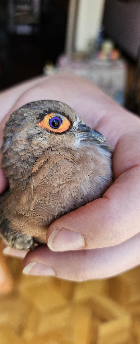 Bare-faced Ground Dove - ML615308381