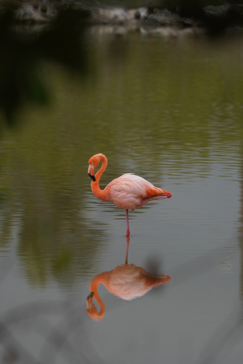 American Flamingo - ML615308451