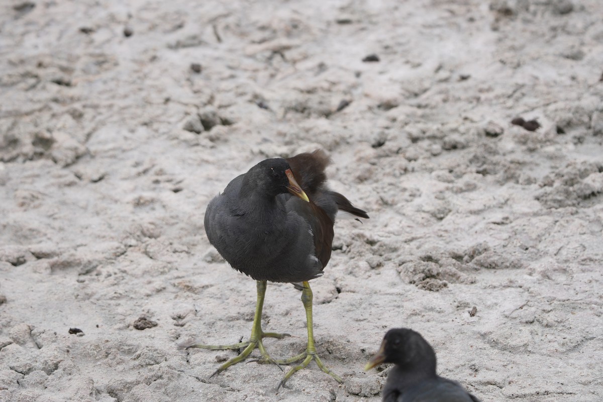 Common Gallinule - ML615308454