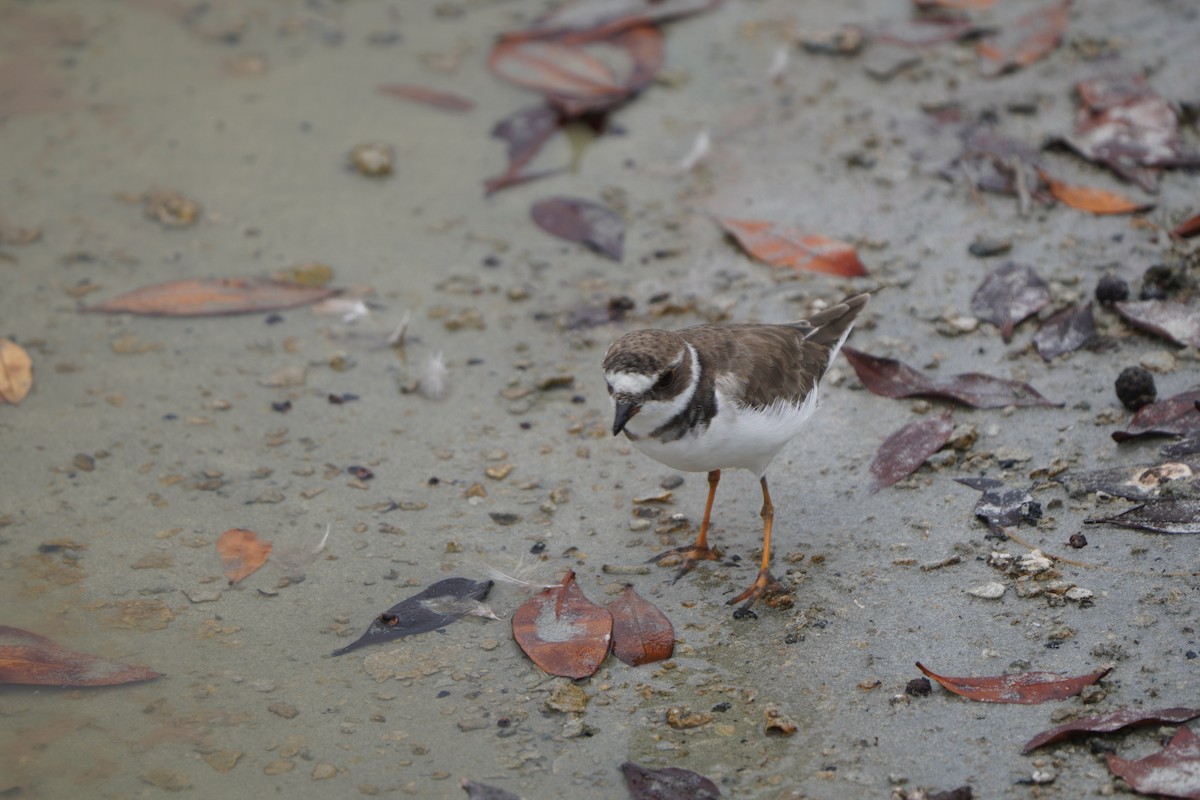 Semipalmated Plover - ML615308462