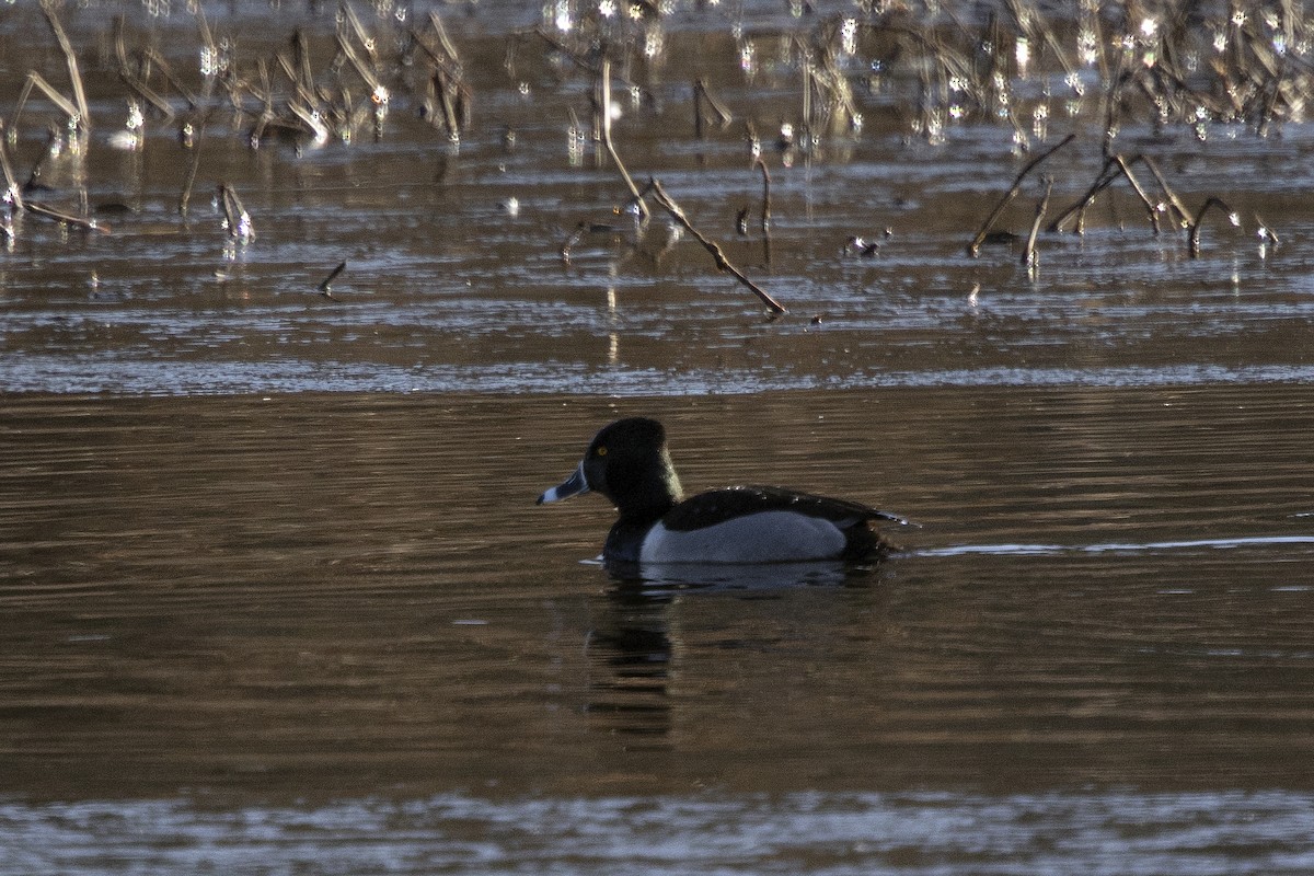 Ring-necked Duck - ML615308479