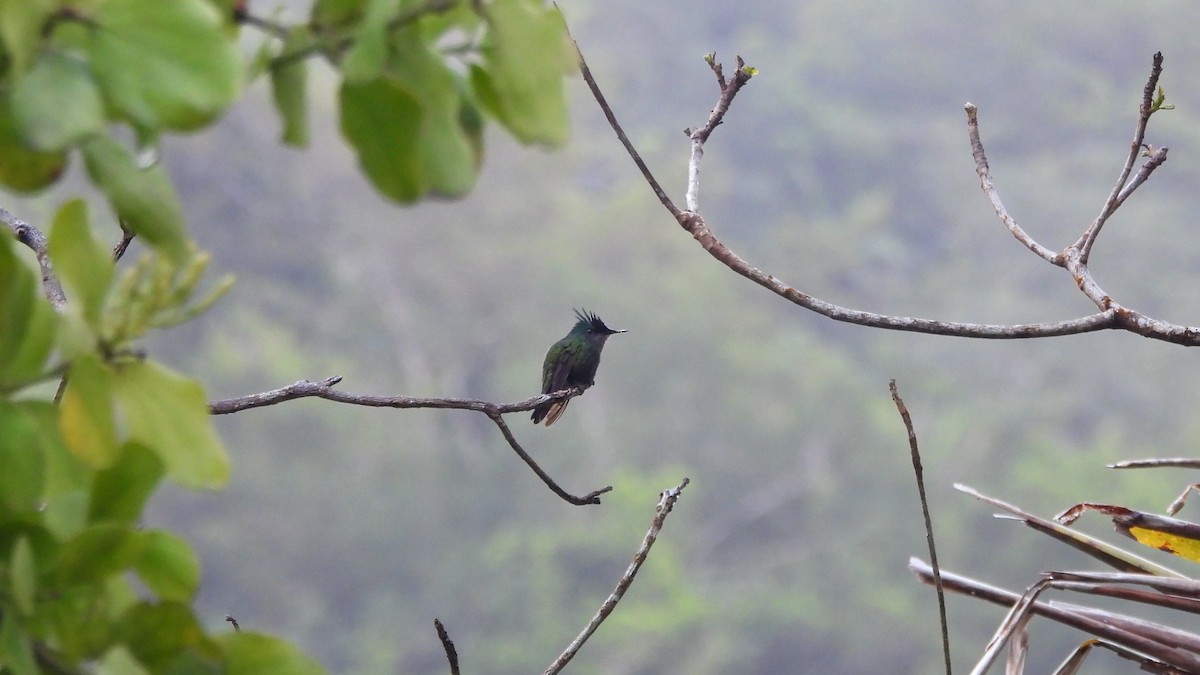 Antillean Crested Hummingbird - ML615308485