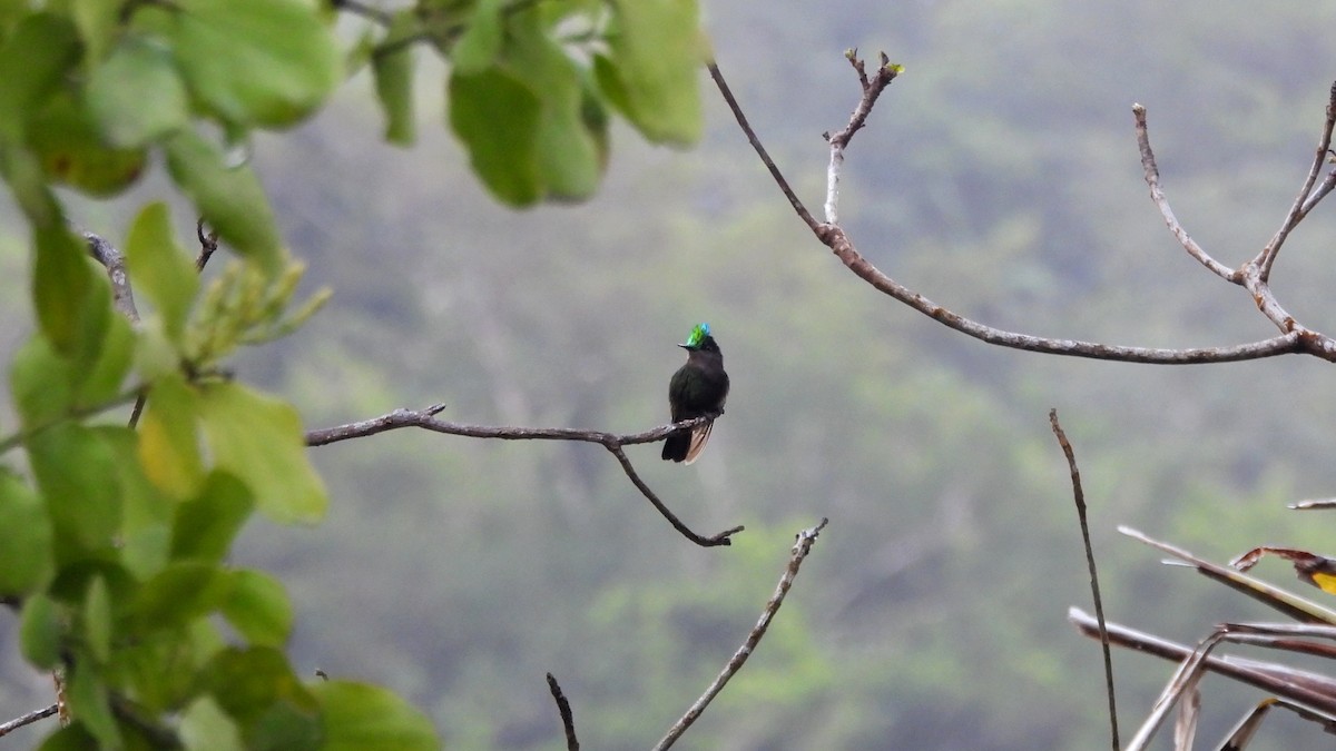 Antillean Crested Hummingbird - ML615308486