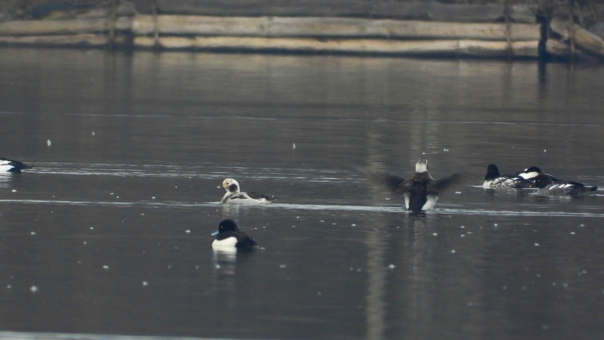 Long-tailed Duck - ML615308488