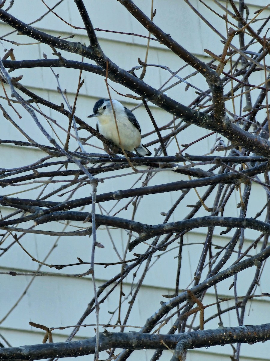 White-breasted Nuthatch - ML615308502
