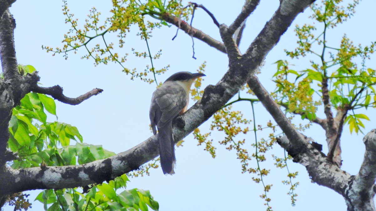 Mangrove Cuckoo - ML615308570