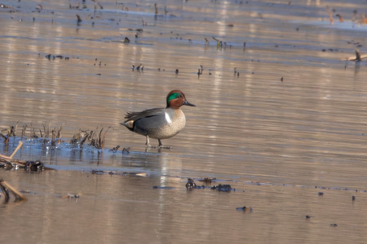 Green-winged Teal - ML615308667