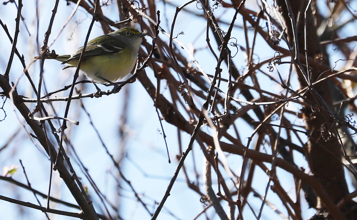 Ak Gözlü Vireo - ML615308676