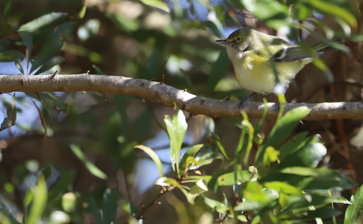 Ak Gözlü Vireo - ML615308687