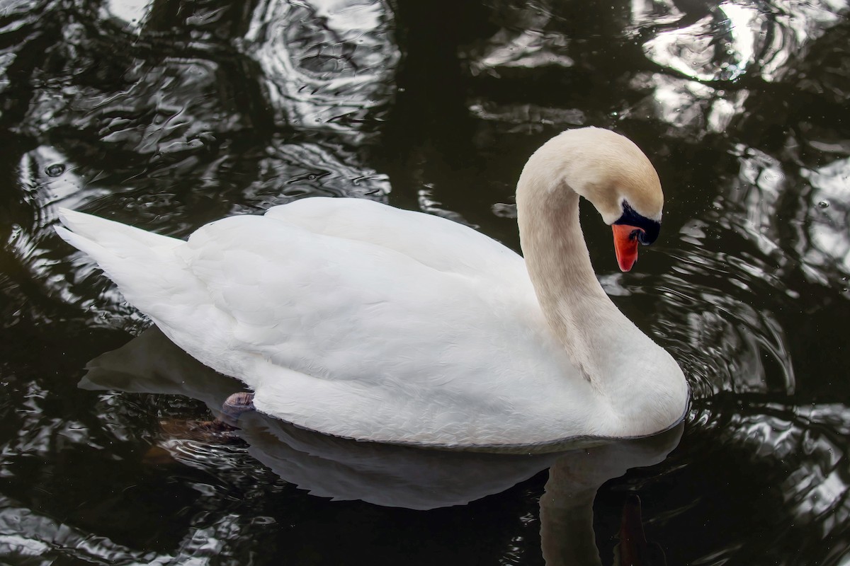 Mute Swan - ML615308693