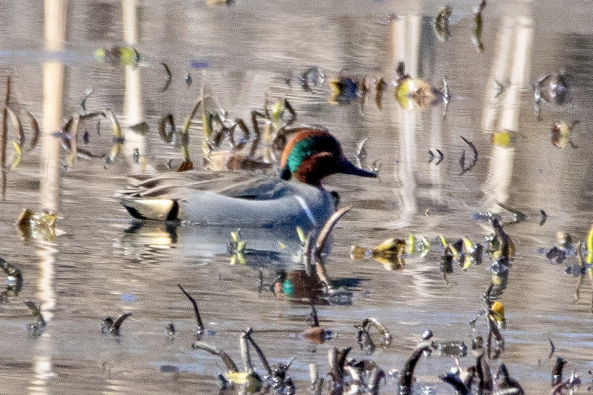 Green-winged Teal - ML615308721