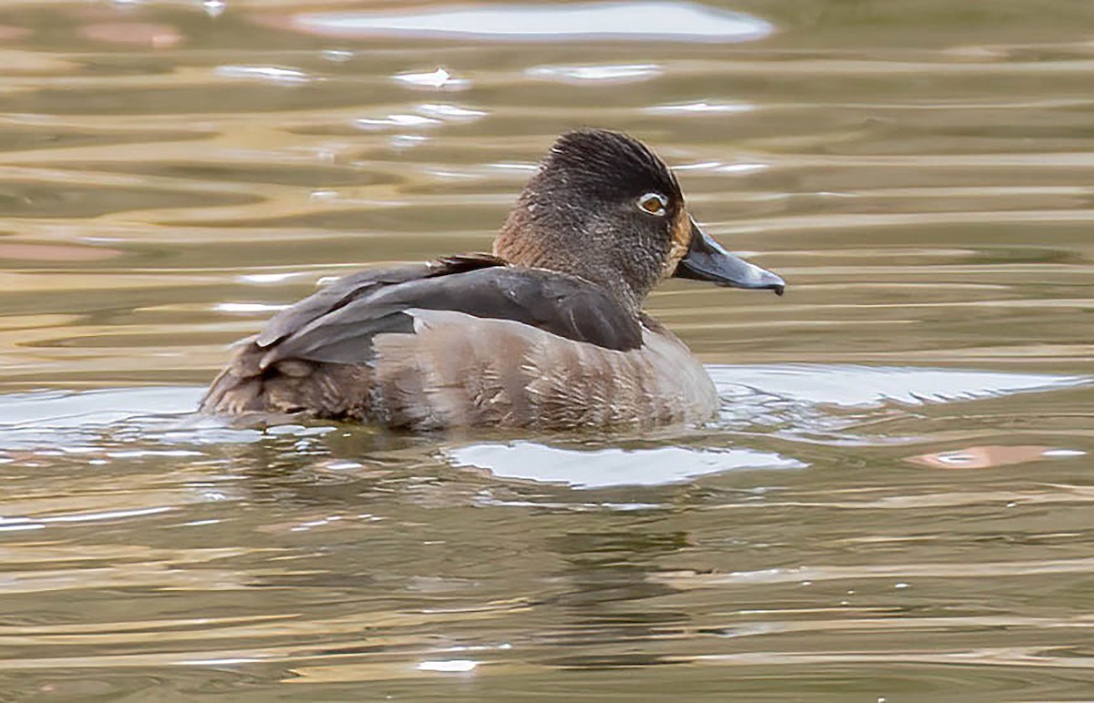Ring-necked Duck - ML615308724