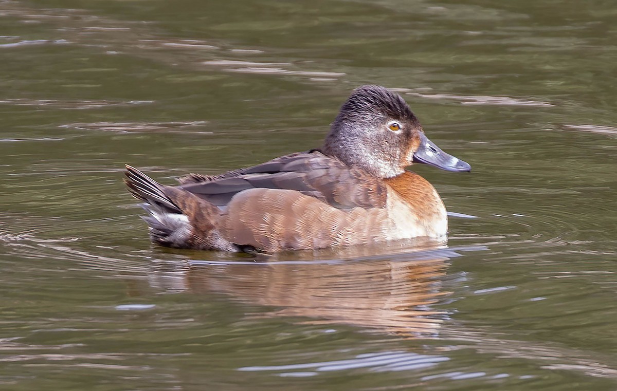 Ring-necked Duck - ML615308725