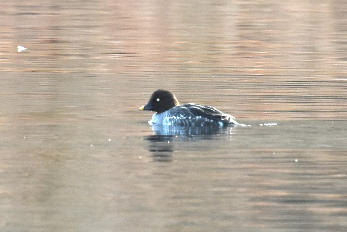 Common Goldeneye - ML615308843