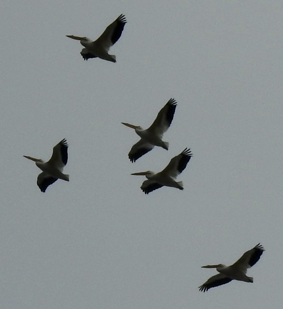 pelikán severoamerický - ML615308865