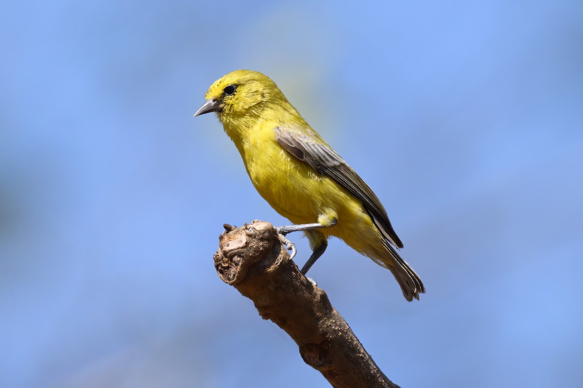 Yellow Penduline-Tit - ML615308900